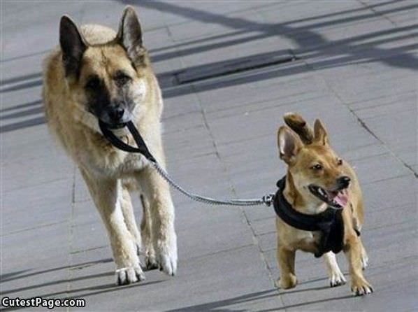 Cute Dog Walking A Cute Dog
