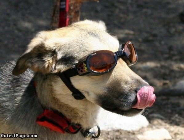 Cute Dog With Glasses