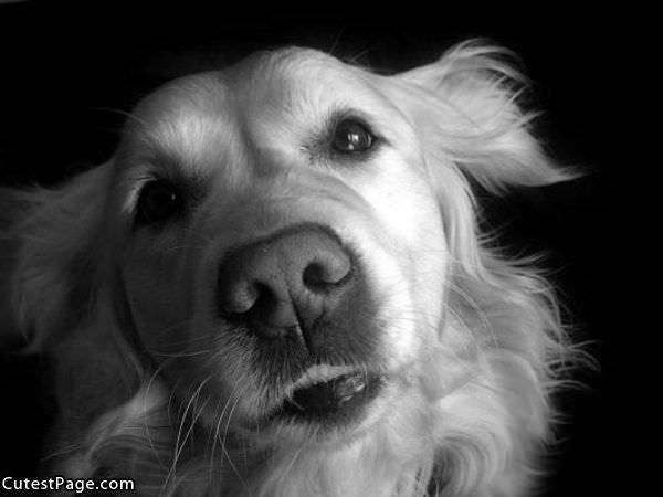 Cute Doggy