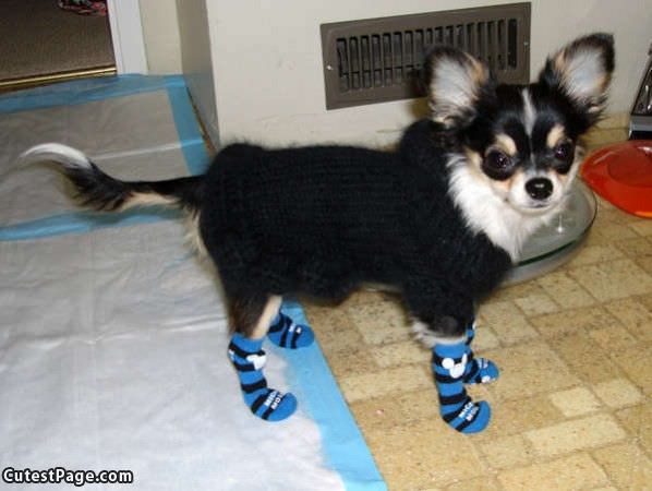 Cute Doggy Booties