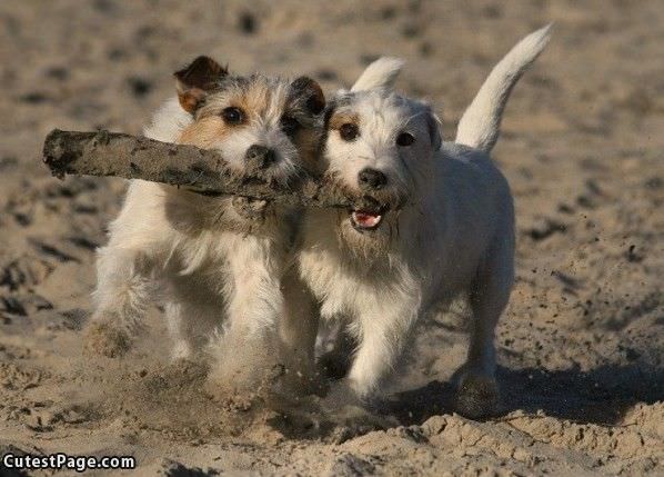 Cute Dogs Sharing