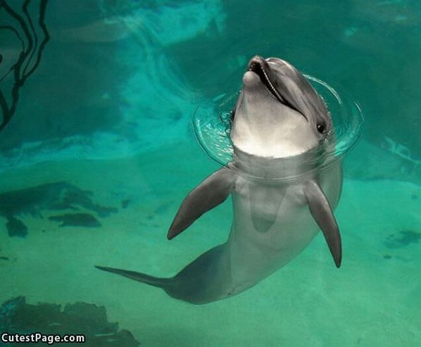 Cute Dolphin