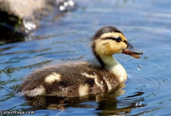 Cute Duck