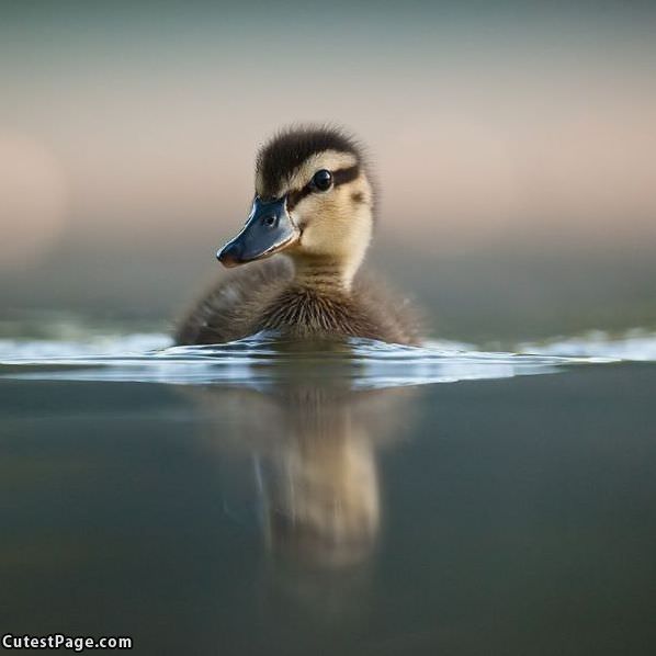 Cute Duckie Face