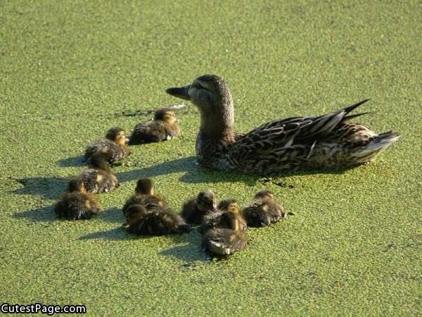 Cute Duckies