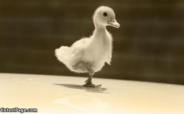 Cute Ducky