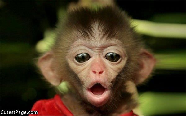 Cute Face Monkey