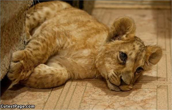 Cute Faced Kitty