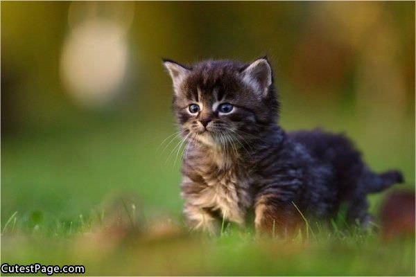 Cute Fluffy Kitten