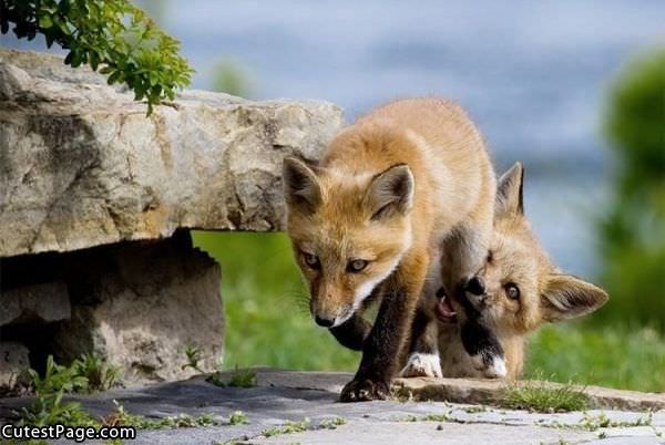 Cute Fox Nom Nom