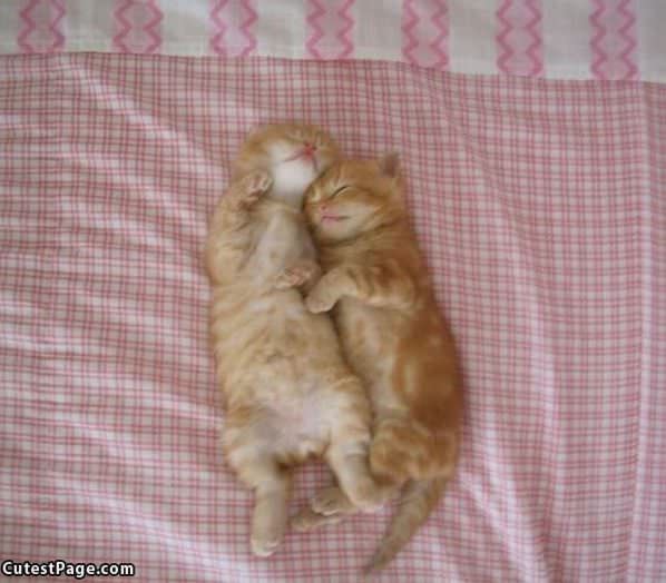 Cute Friendly Kittens
