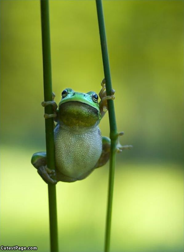 Cute Frog