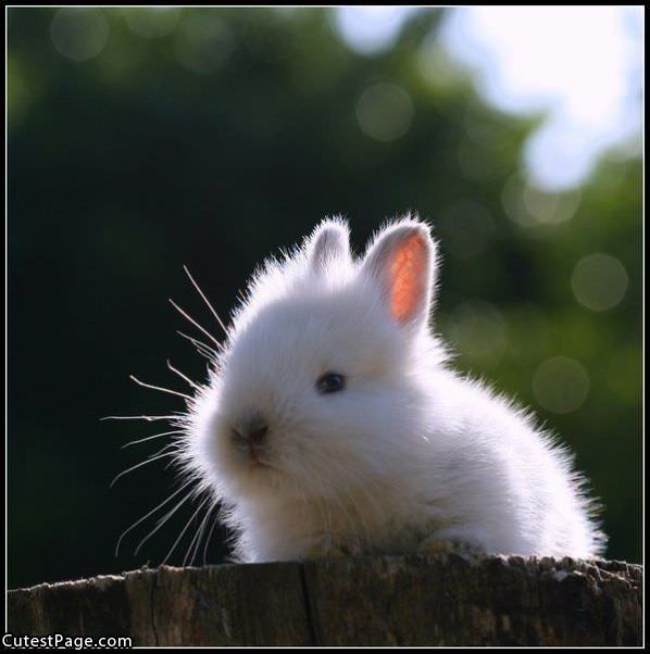 Cute Fuzzy Bunny