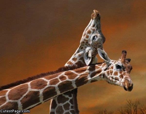 Cute Giraffes