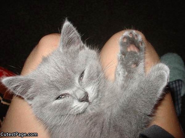 Cute Grey Kitten