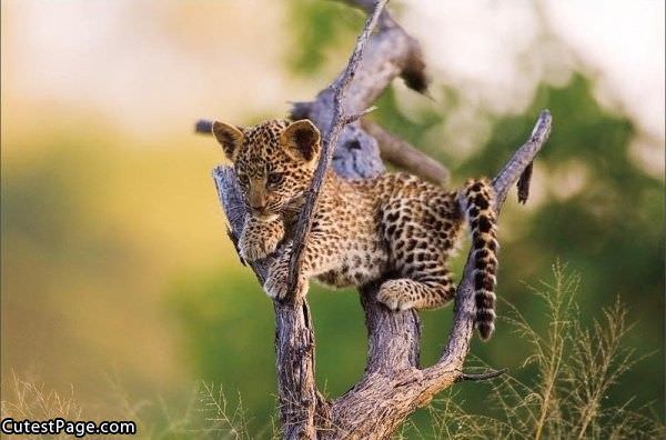 Cute Guy In A Tree