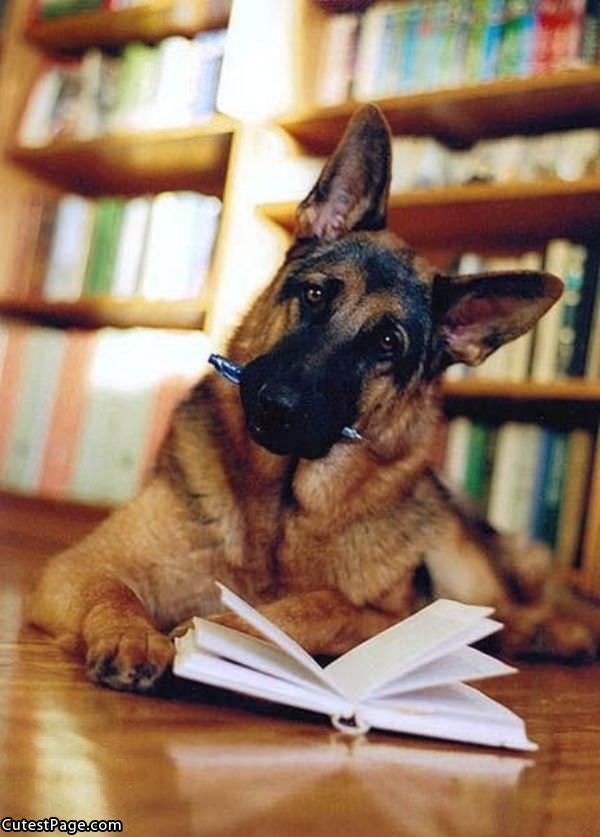 Cute Homework Dog