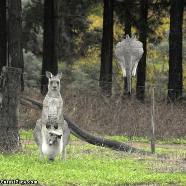 Cute Kangaroos