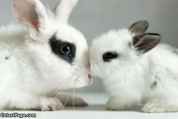 Cute Kissing Bunnies