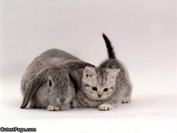 Cute Kitten And Bunny