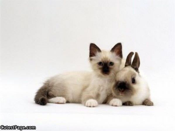 Cute Kitten And Bunny
