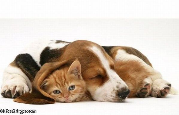 Cute Kitten And Puppy