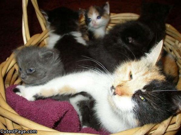 Cute Kitten Basket