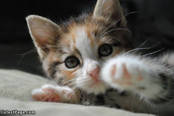 Cute Kitten Face