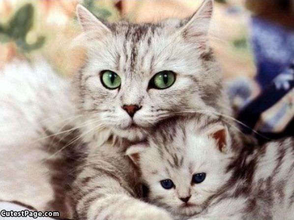 Cute Kitten Family Photo