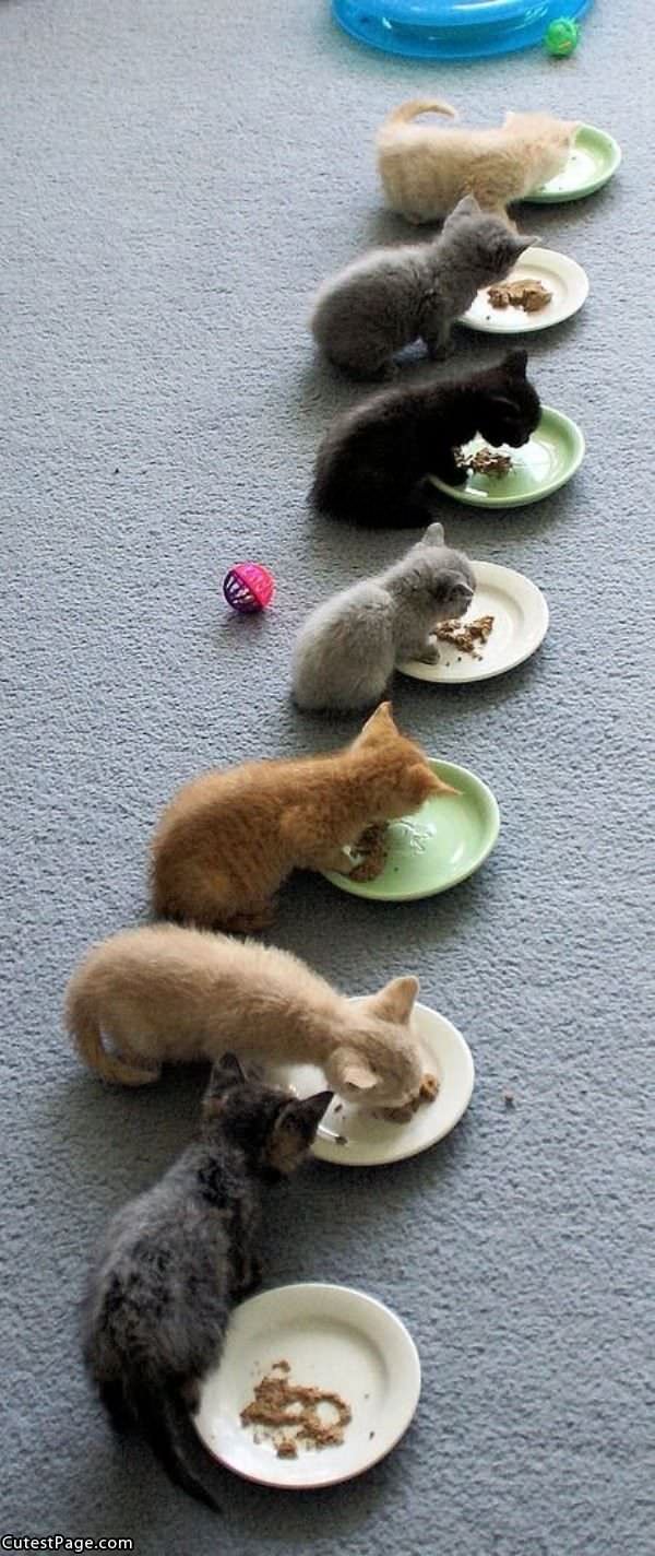 Cute Kitten Feeding Time