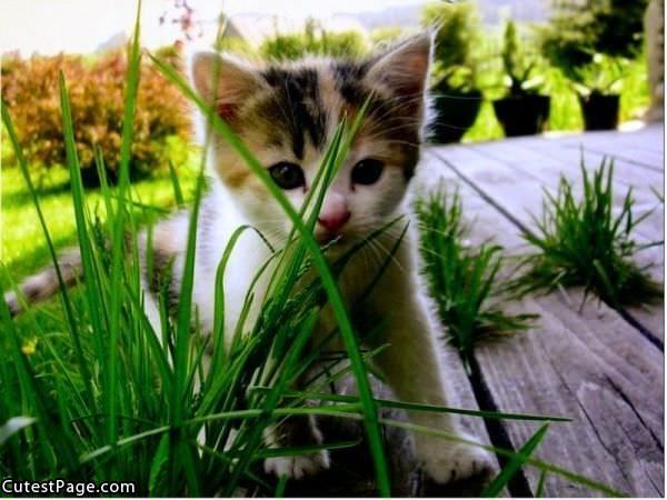 Cute Kitten In The Grass