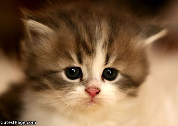 Cute Kitten Pic