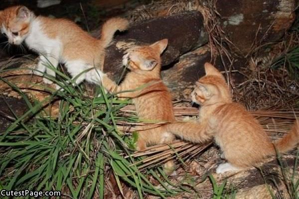 Cute Kitten Train