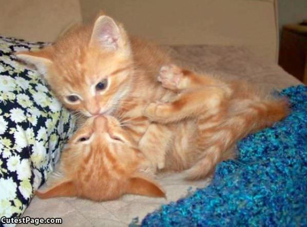 Cute Kittens Playing