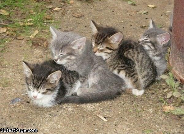 Cute Kitty Train