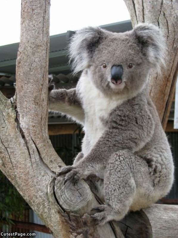 Cute Koala