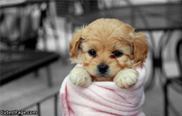 Cute Litte Puppy