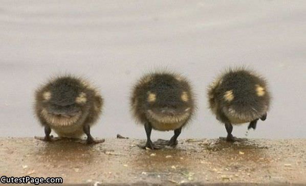 Cute Little Birdies