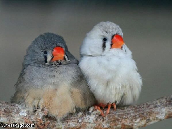 Cute Little Birds