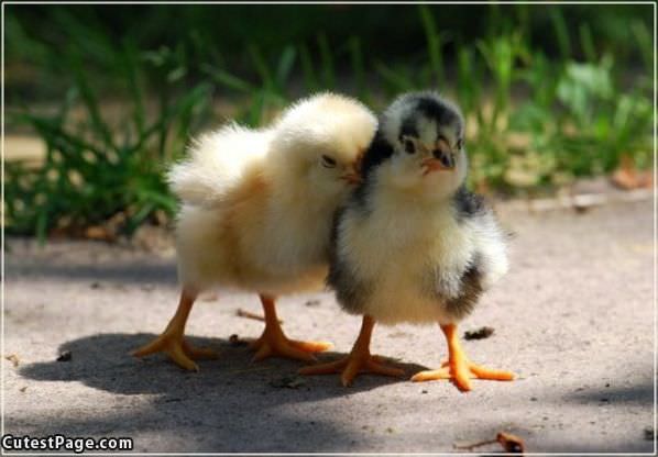 Cute Little Chicks