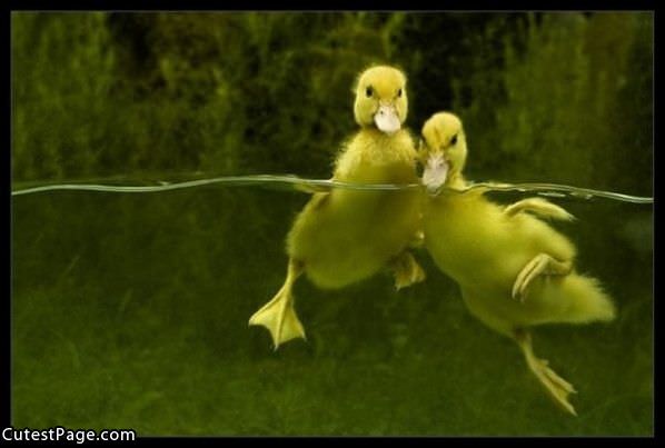Cute Little Duckies