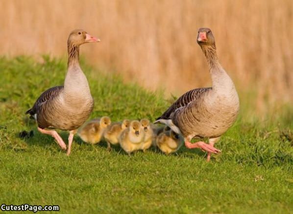 Cute Little Family