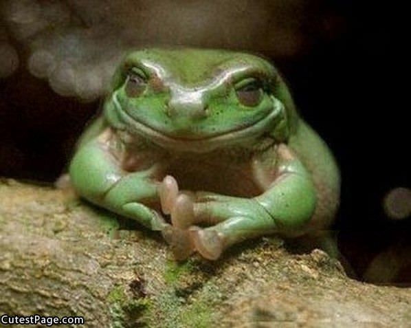 Cute Little Frog