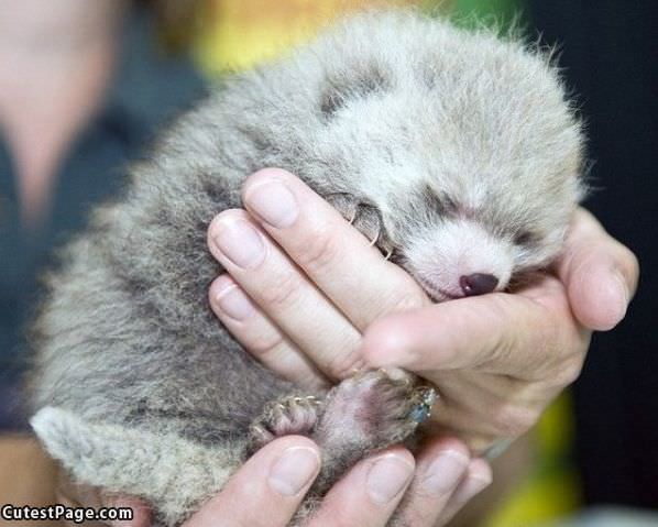 Cute Little Fuzz Ball