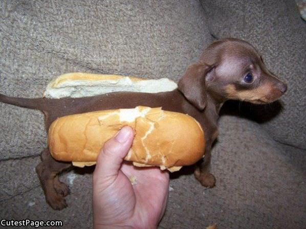 Cute Little Hot Dog