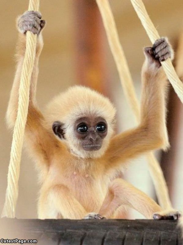 Cute Little Monkey