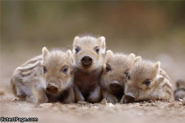 Cute Little Piggies