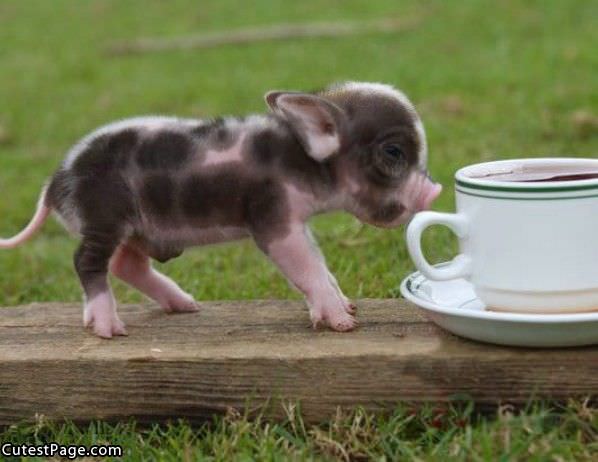 Cute Little Piggy