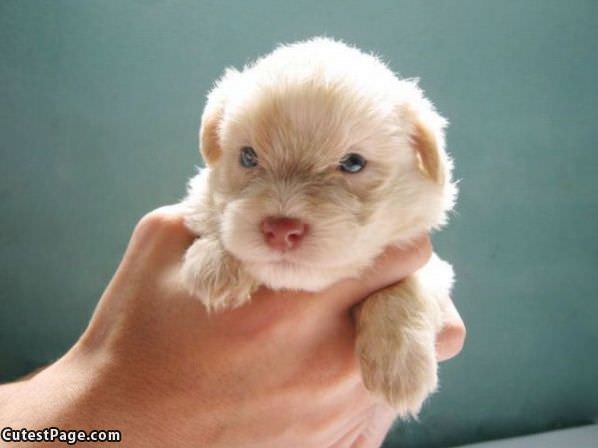 Cute Little Puppy