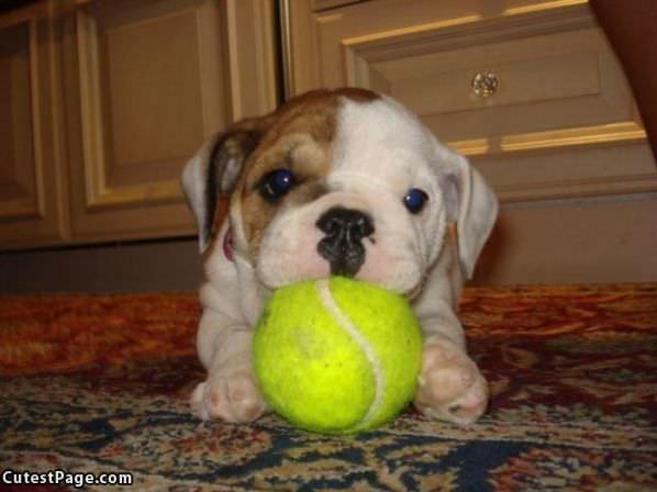 Cute Little Puppy And Ball